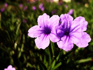Obraz premium Two Purple Flowers