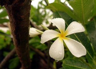 Beautiful White Flower