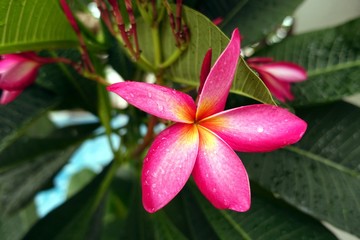 Beautiful Wet Pink Flower 