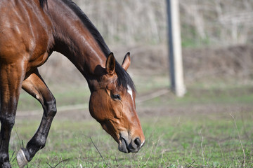 Fototapeta premium Horses at the farm