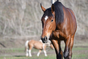 Obraz premium Horses at the farm