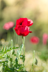 Obraz premium Field of bright red corn poppy flowers in spring