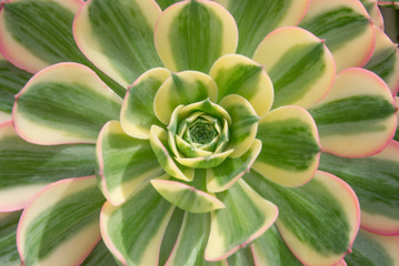 Succulent plant with green leaves