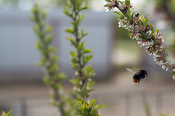 Bumblebee in flight