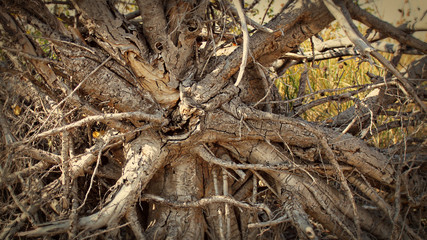 Roots of a Tree