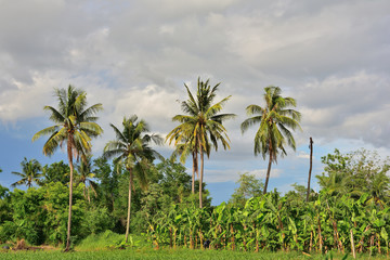 Naklejka na ściany i meble Coconut tree natural landscape in rural field of Thailand.
