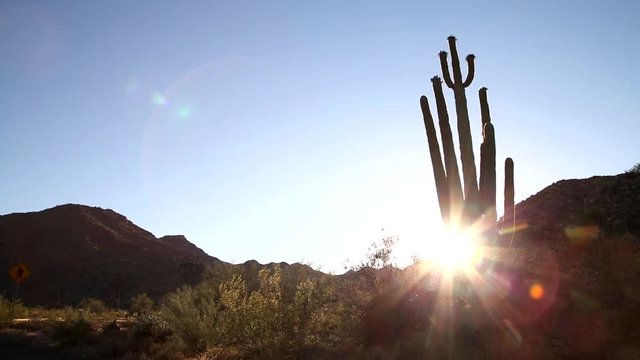Saguaro Cactus with the Sunset in Arizona