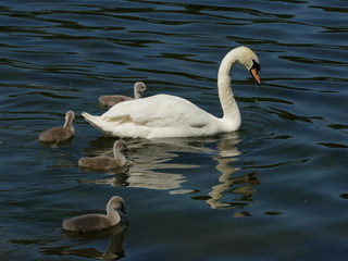 Cygne et cygneaux sur un lac, Hyde Park