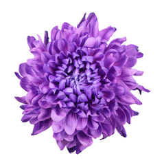 Purple chrysanthemum