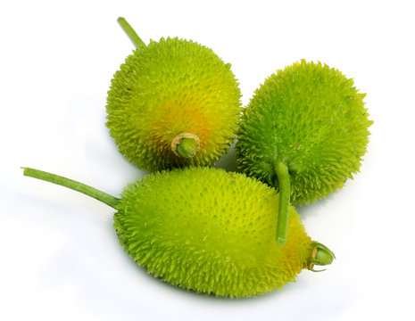 Teasel gourds
