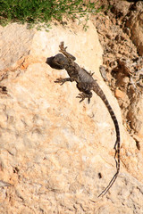 Lizard