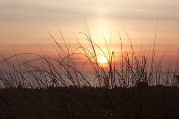 sunrise through grass