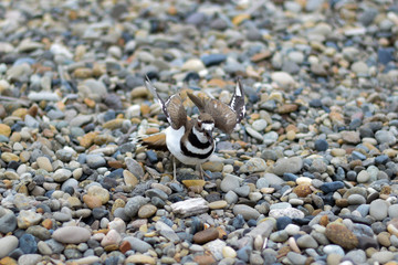 Killdeer Taking Flight