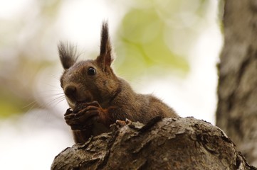 Squirrel, Woodland Fairy　エゾリス　北海道