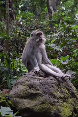 Naklejka na ściany i meble Macaque sitting on a rock