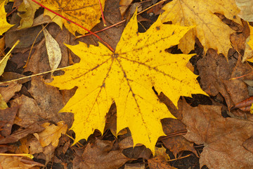 Maple leaf