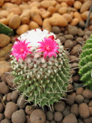 Close up two pink cactus flowers, beautiful plant on gravel floor. Smile cactus. Soft focus.