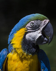 Macaw 2