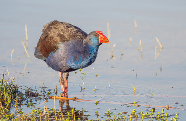 Purple Swamphen