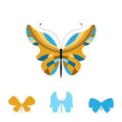 Collection of Colorful Butterflies