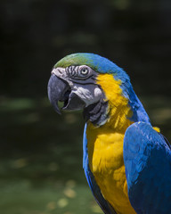 Macaw 1