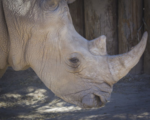 White Rhino
