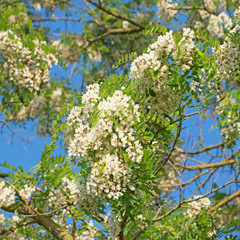 Blühende Akazie, Acacia