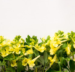 Blooming Spring Flowers