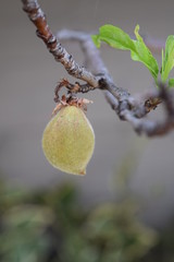 花桃の実