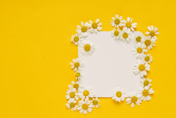 daisy flowers on the paper card