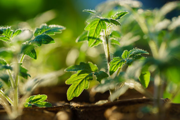 Tomato plants in the early stages of growth.