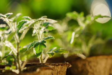 Tomato plants in the early stages of growth.