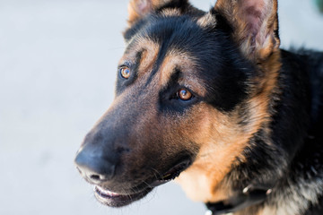 german shepherd 