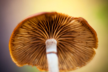 Macro shot of a mushroom from below