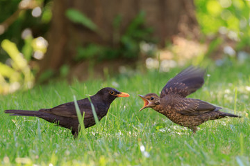 Hungrige Amsel im Garten