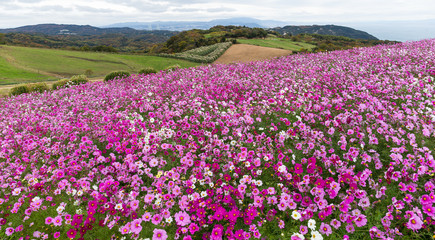 Obraz premium Cosmos flower