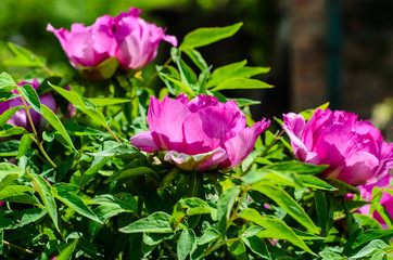 Fototapeta premium Tree peony blossoming in garden