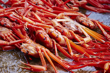 Red snow crab 