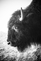 Buffalo