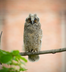 Grey owl on tree