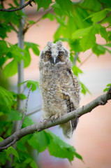 Grey owl on tree