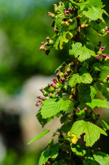 Currant bush in garden
