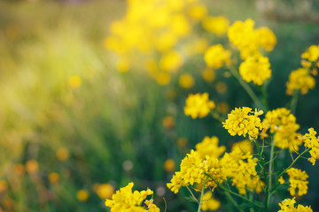 Beautiful yellow flowers on a bokeh background