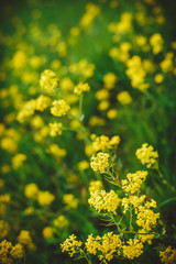 Beautiful yellow flowers on a bokeh background