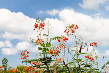 Red flowers with beautiful blue sky