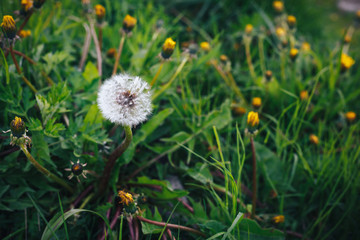 Dandelion seeds in the morning sunlight blowing away across a fresh green background