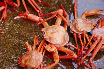 Red snow crab 