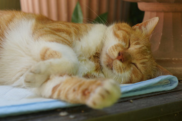 眠る茶猫