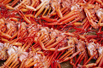 Red snow crab 