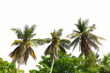Tree isolated on a white background, Nature object, Ecosystem and healthy environment and relevant ecological